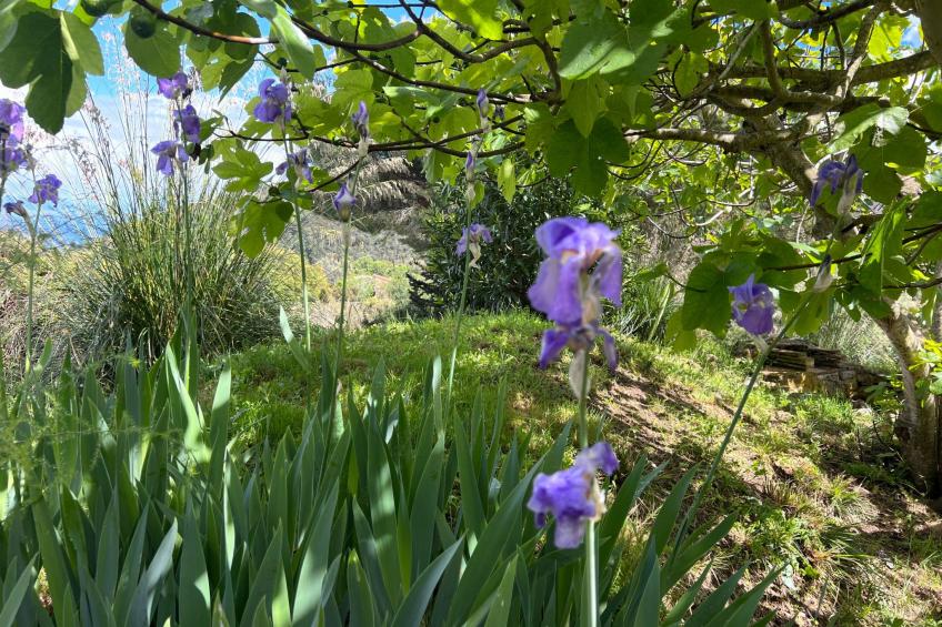 Exklusiv Ferienhaus Elba mit Panorama und Garten - foto 4