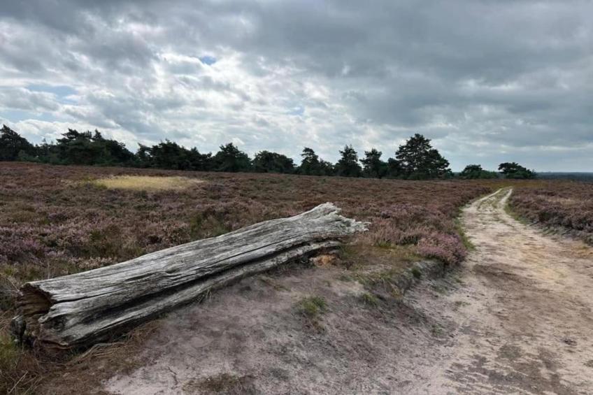 Park Haarle - foto 18