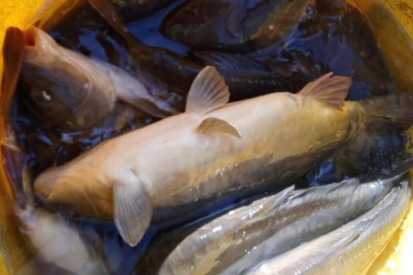 Blockhaus mit eigenem See - foto 49