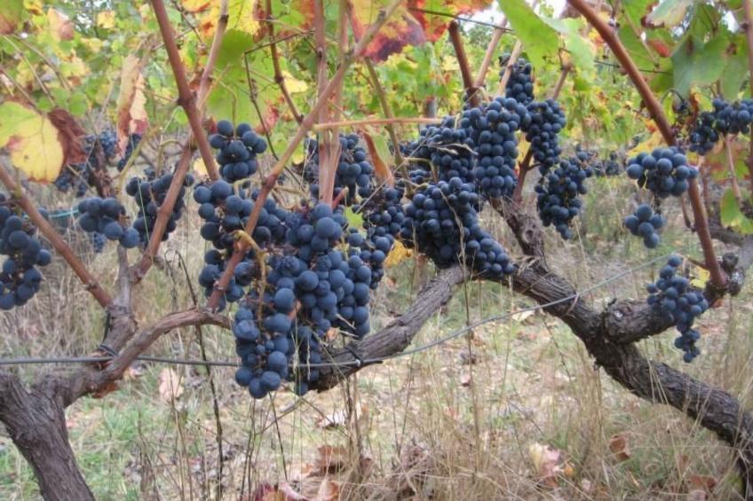 Ferien auf dem Bauernhof mit Weinberg - foto 22