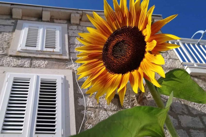 Ferienwohnung am Meer mit Terrasse - BF-JVMBR - foto 35