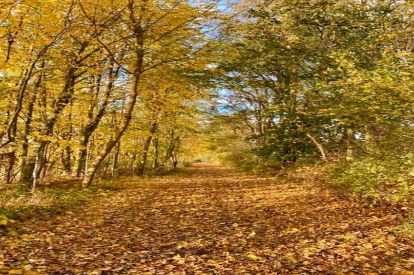 Ferienhaus Hohenkirchen - foto 30