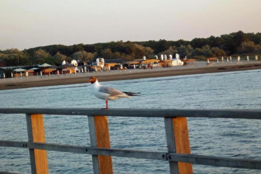 Oasi Bianca - foto 31