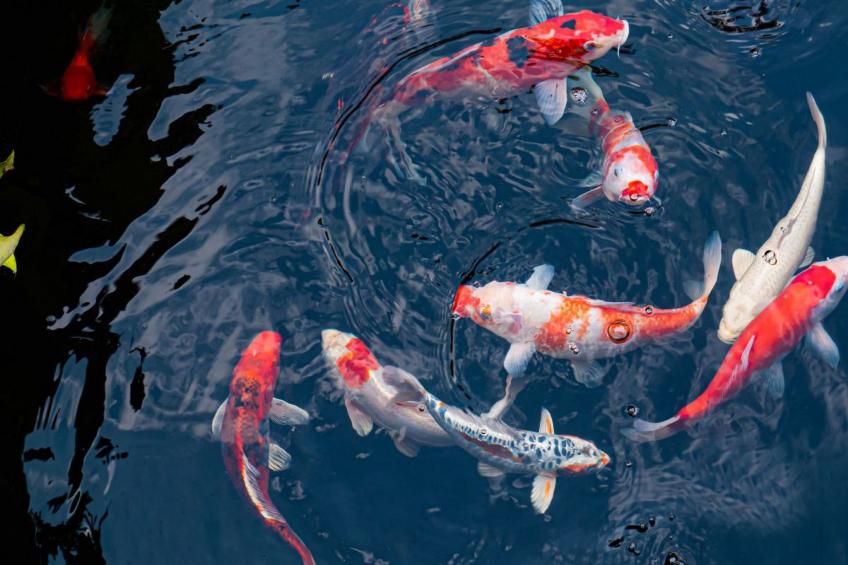 5-Suiten Madrid Villa Oasis, Schwimmbad-Spa, Fitnessraum, Club - foto 30