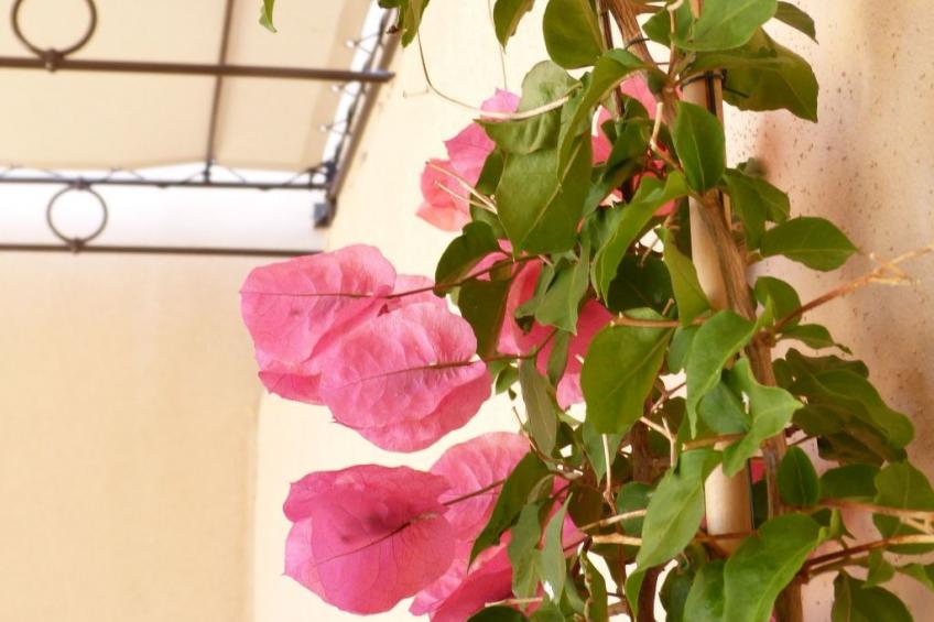 'Vista di Sognu Casa Olivea' - foto 5