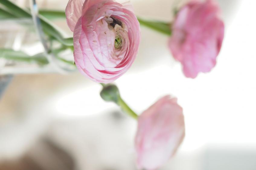 Exklusives Ferienhaus mit Terrasse und Garten - foto 18