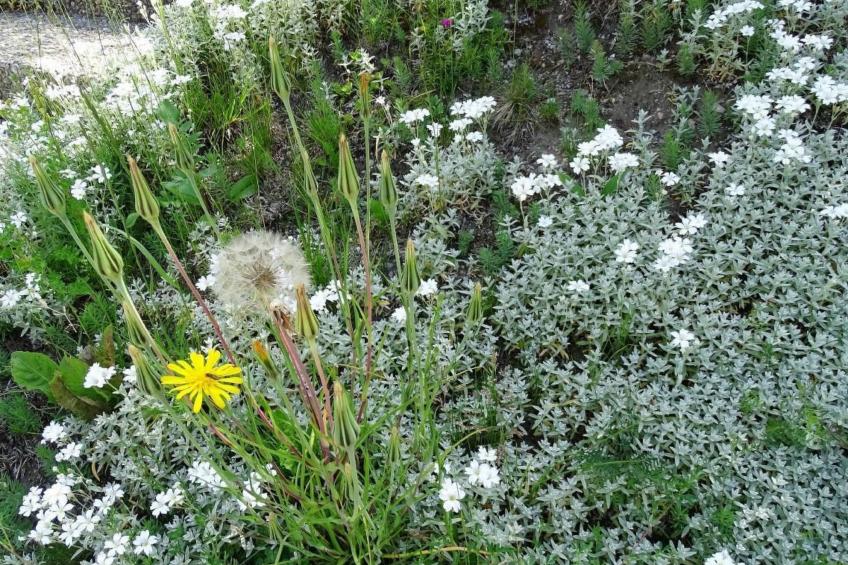 Ers Curtins - foto 31