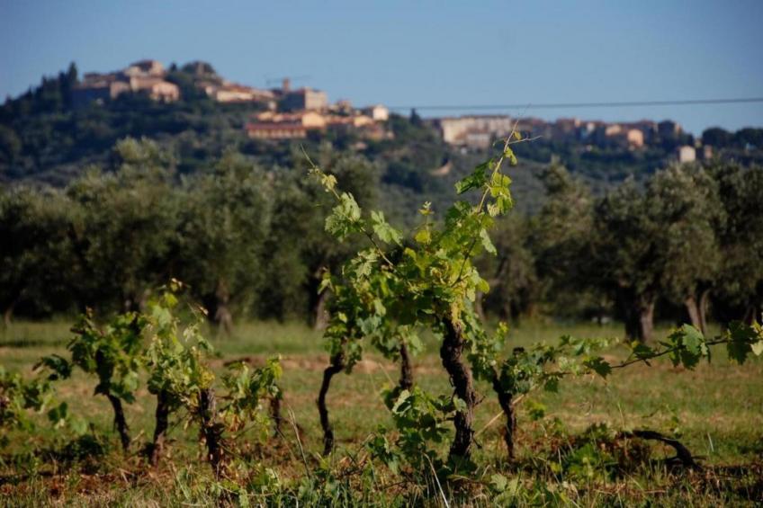 Castagneto1 - foto 30