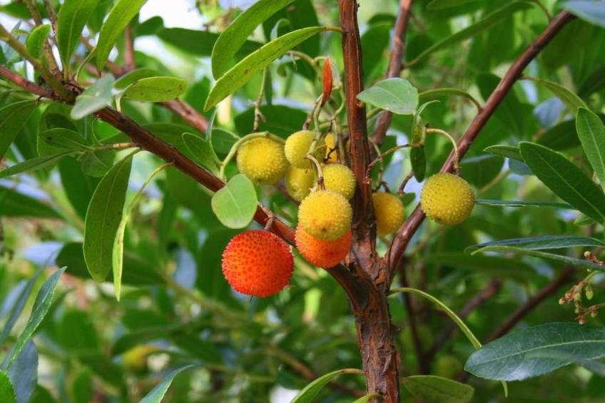 Ländliche Finca "Casa da Rocha" - foto 46