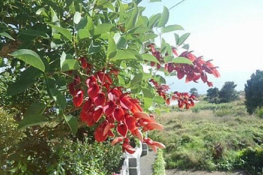 Schönes Ferienhaus in Prazeres - foto 13