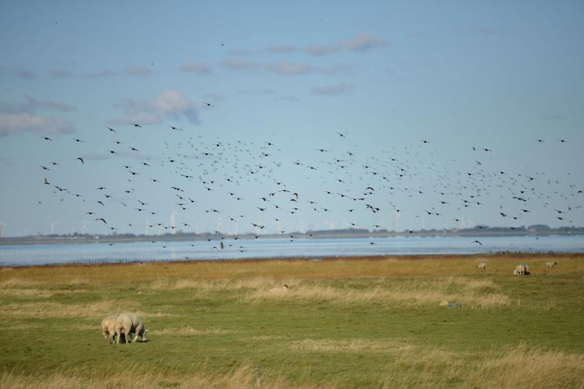 Semi-detached house, Friedrichskoog-Spitze - foto 15