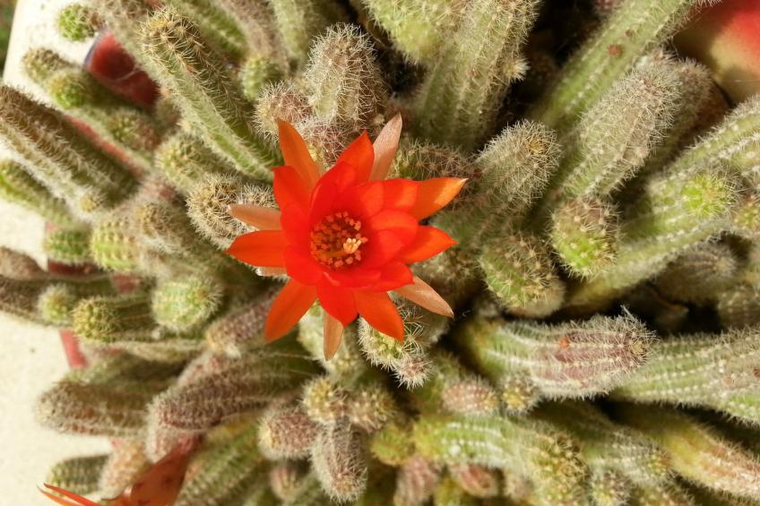 für fünf Personen mit Balkon - foto 28