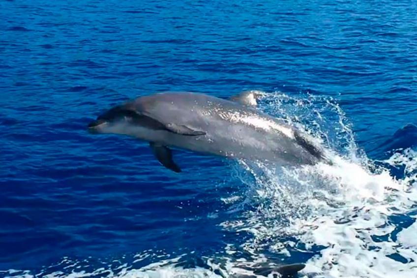 Studio mit beheiztem Pool - foto 61