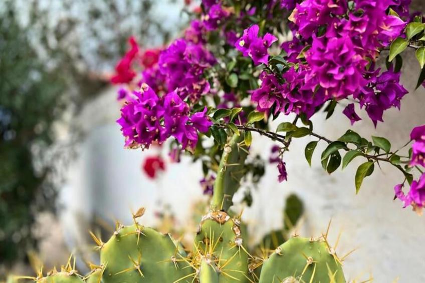 Authentique Finca Espagnole Avec Piscine Privée Et Jardin - foto 65