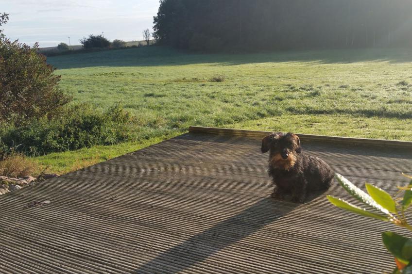 Haus-Zauberblau - foto 31