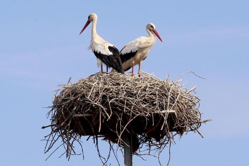 Exklusive Design-Villa in den Dünen, Pool auf dem Dach - foto 29