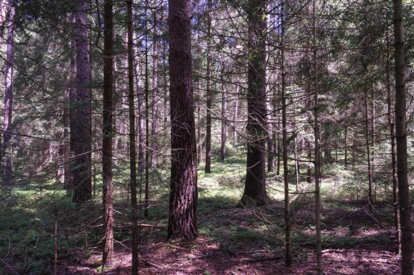 Waldferien - foto 31