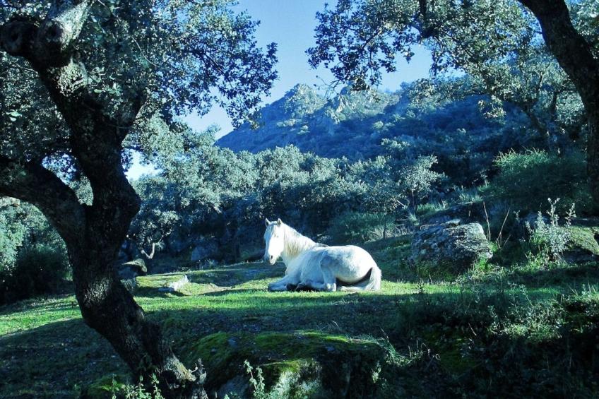 Das Cortijo auf der Finca al-manzil - foto 33