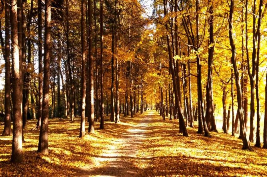 Villa Dobczyce - foto 21