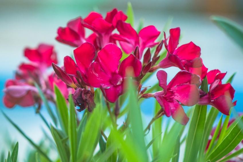 Haus in Grubine mit Außenpool - foto 54