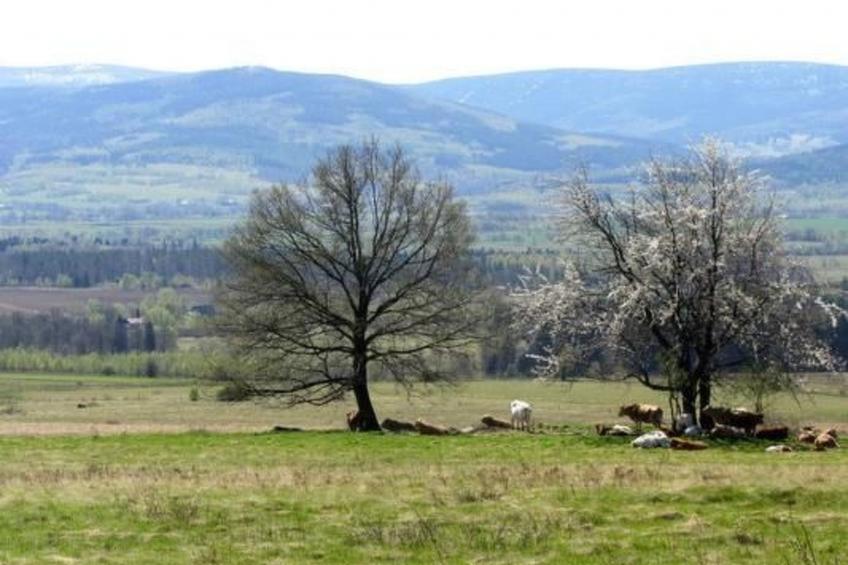 in Gajówka mit Terrasse und Garten - foto 10