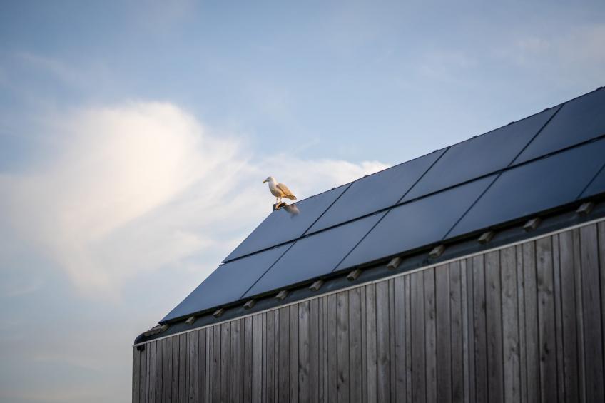 Eco Resort Grevelingenstrand - one dog - foto 33