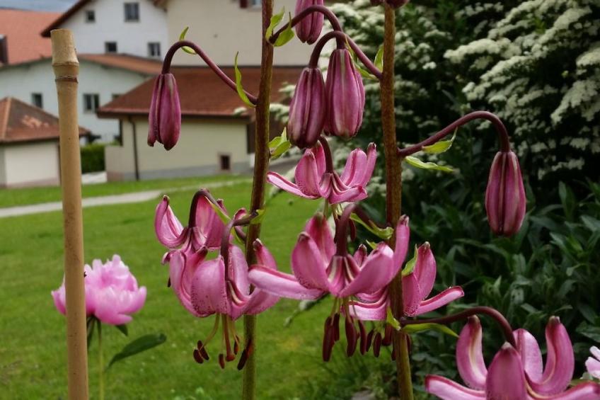 Appartement - Bellevue, (Les Breuleux), - foto 14