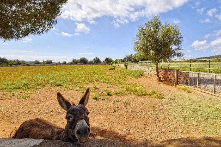 Luxuriöse Finca im modernen Stil mit Pool und Klimaanlage - foto 15