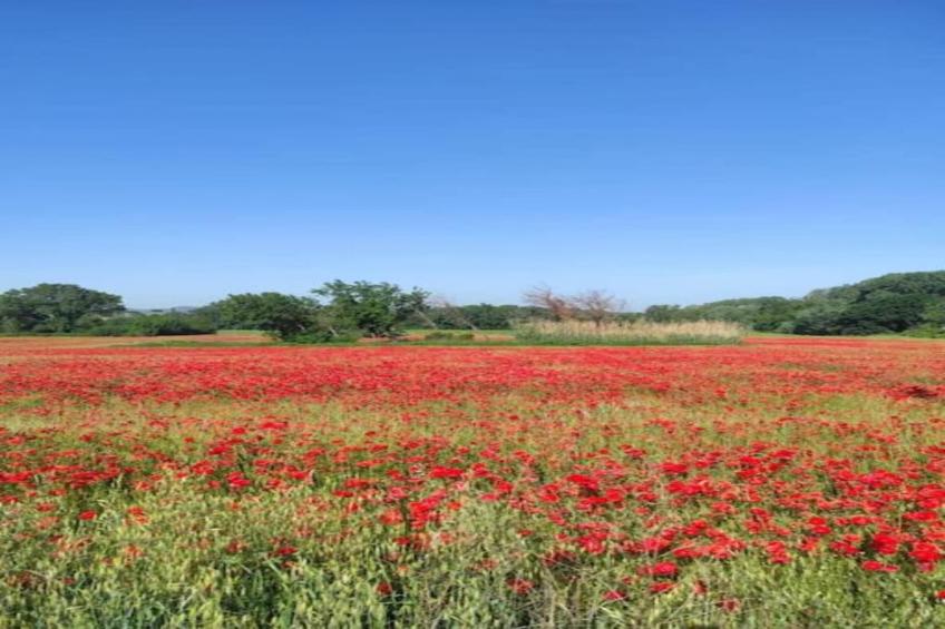 le Champlain - foto 34