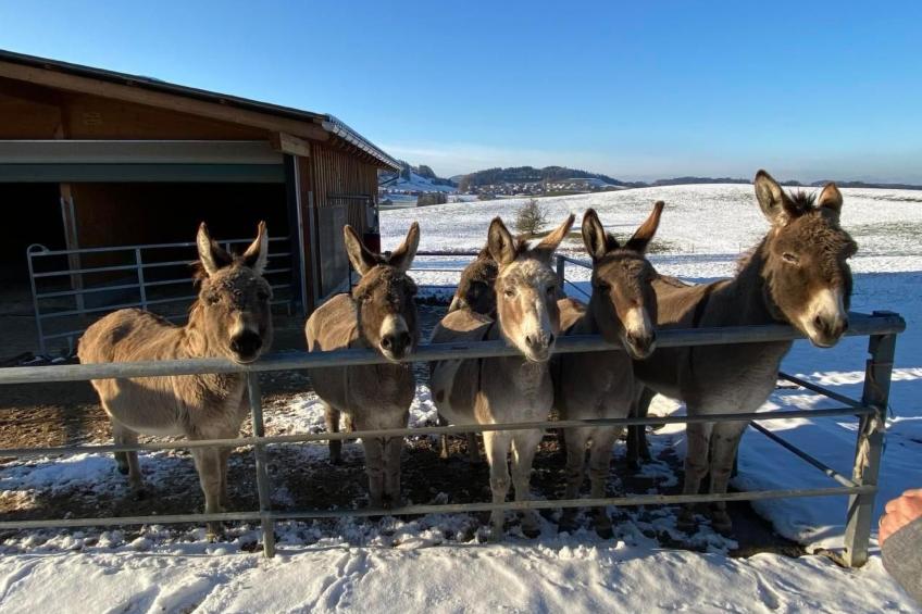 Bauernhof Sal - foto 4