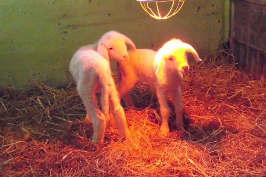 Herzfenner Landhaus - foto 3