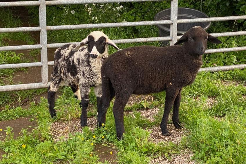 Scheunen Nest - foto 23