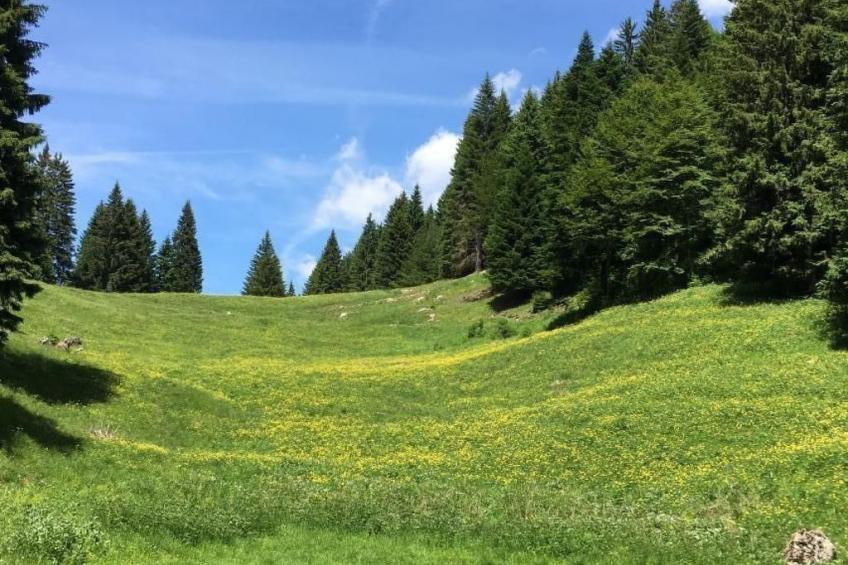 mit Sauna in Pieve Di Bono - foto 2