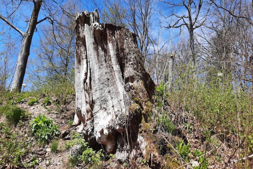 Vakantiehuis, Wieda - foto 28