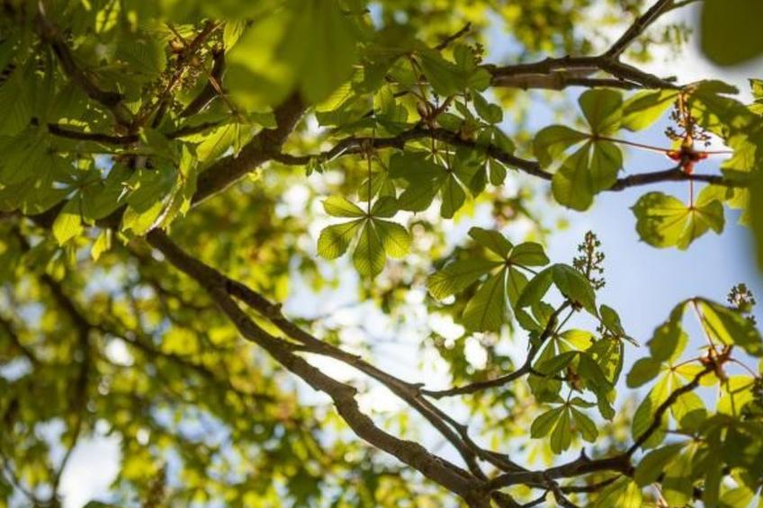 Am Rückerlhof - Moni - foto 34