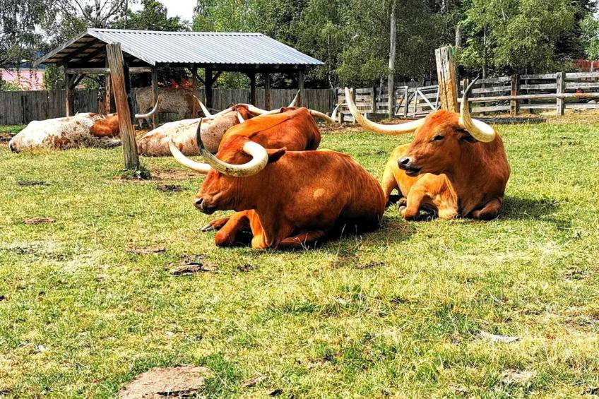 Ferienhaus in Hasselfelde - Haus 59 Blauvogel - foto 27
