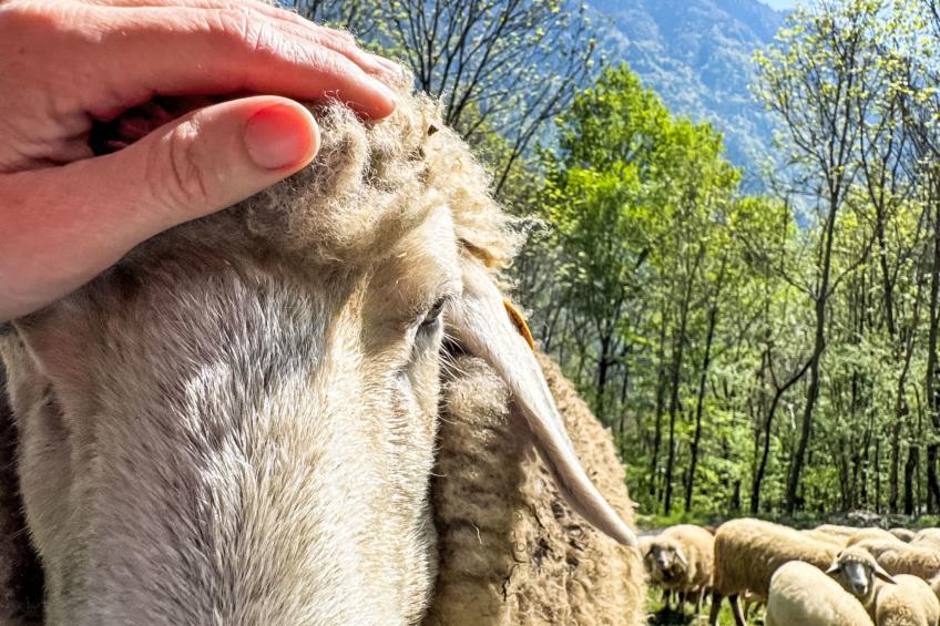 Chalet 'Casa al Pozzo' mit Bergblick - foto 22