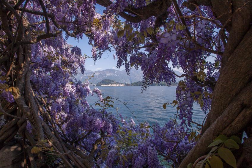 Nobiallo Fantastico - foto 17