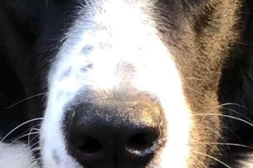 Kellerstöckl am veganen Bio-Lebenshof - Varm - the vegan Farm - foto 40