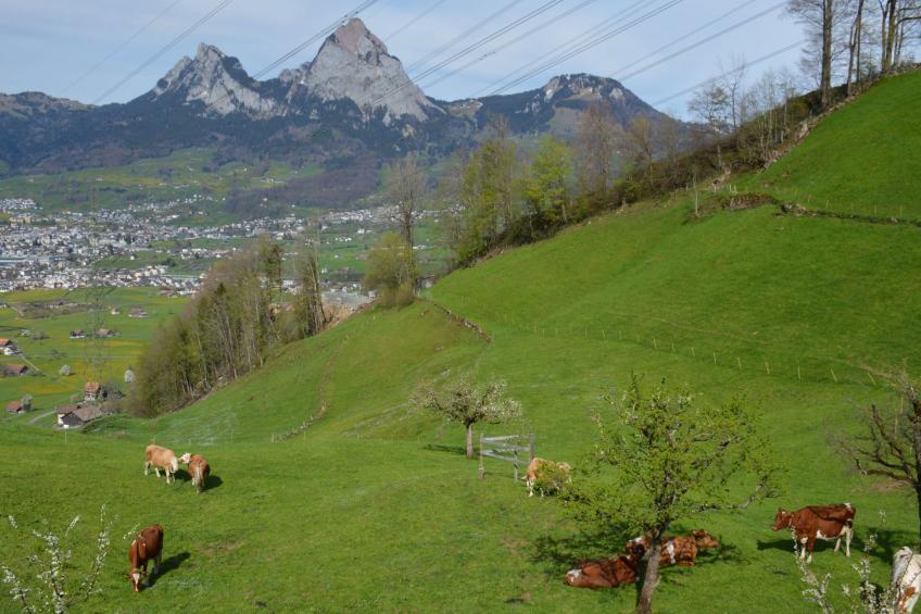 Stockli - Brunnen, (Brunnen). - foto 21