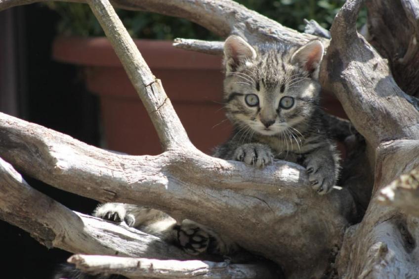 Bio Hof Rosentürmli gross - foto 3