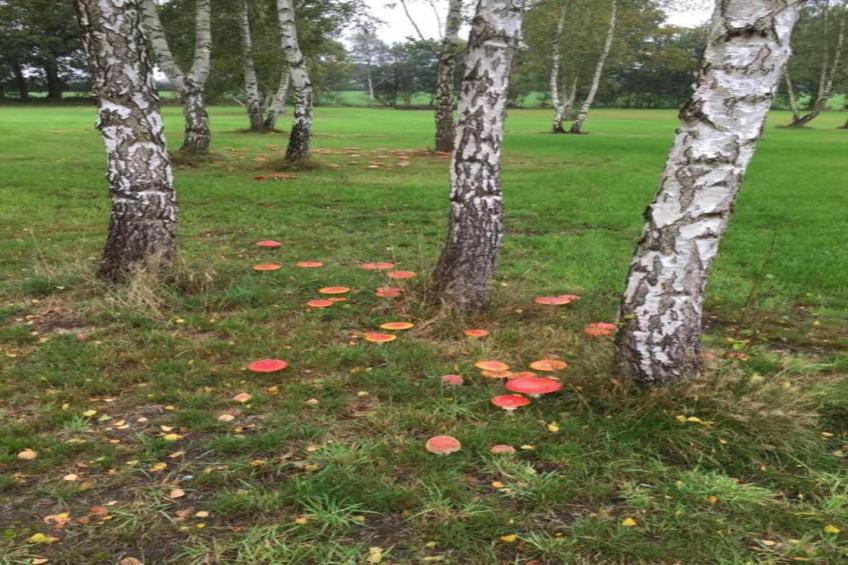 Acker Lodges 2 - foto 38