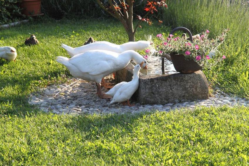 Duck's Cottage für einen Dolomitenurlaub - foto 26