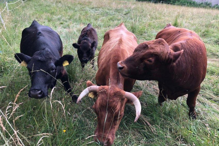 Gesamte Wohnung in Böbrach mit Garten und Grill - foto 8