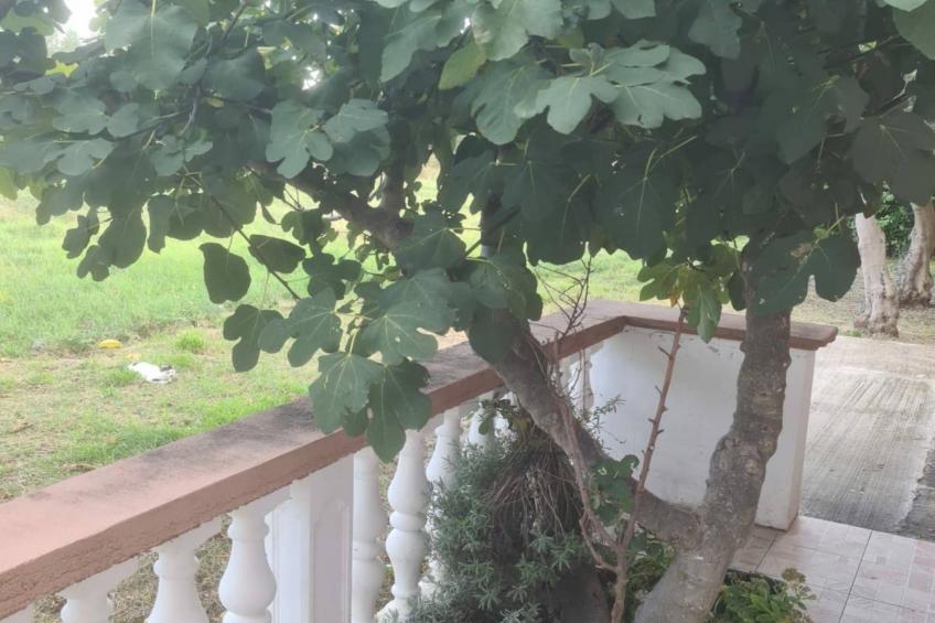 Apartments Rubbi - Studio with Terrace - foto 5