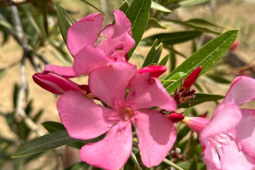 Tanjas Paradise - foto 25