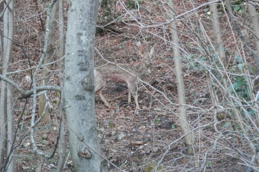 Al Bosco 71A - foto 24