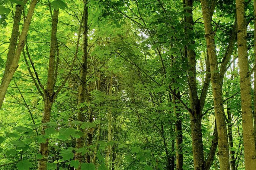 Blackbarn Wood - foto 4