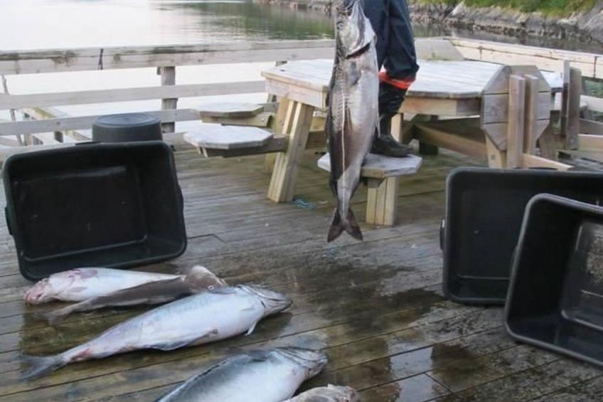 Meløy Naturopplevelser Tømmervik - foto 17