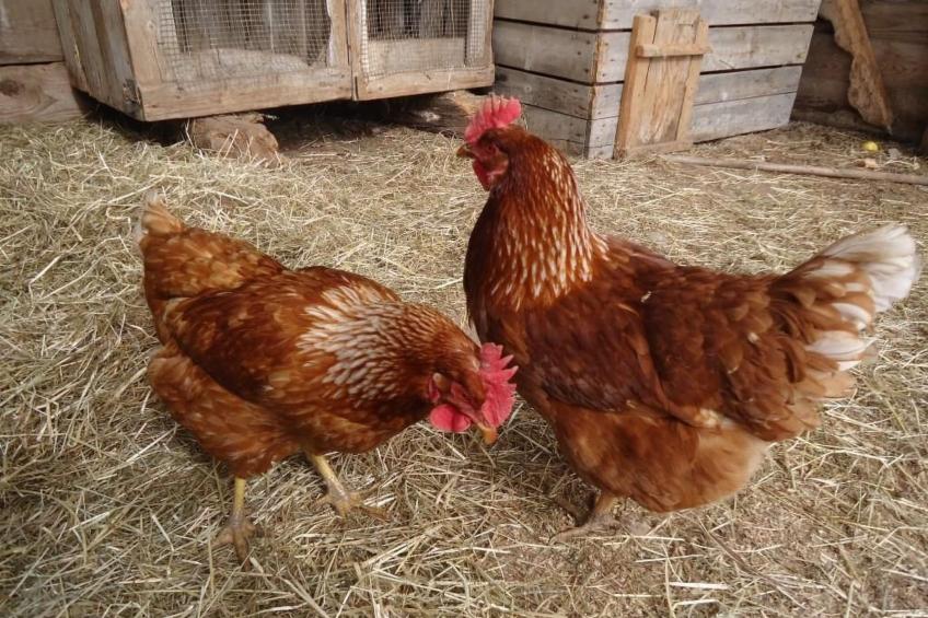 Gala+ Vernatsch - foto 15